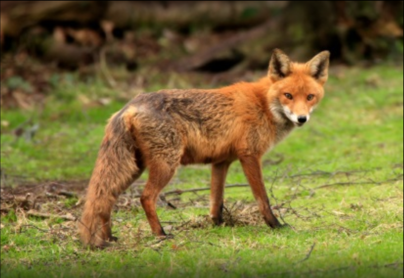 Fox di. Красная лиса. Красная лиса Ирландия. Агрессивная лиса.