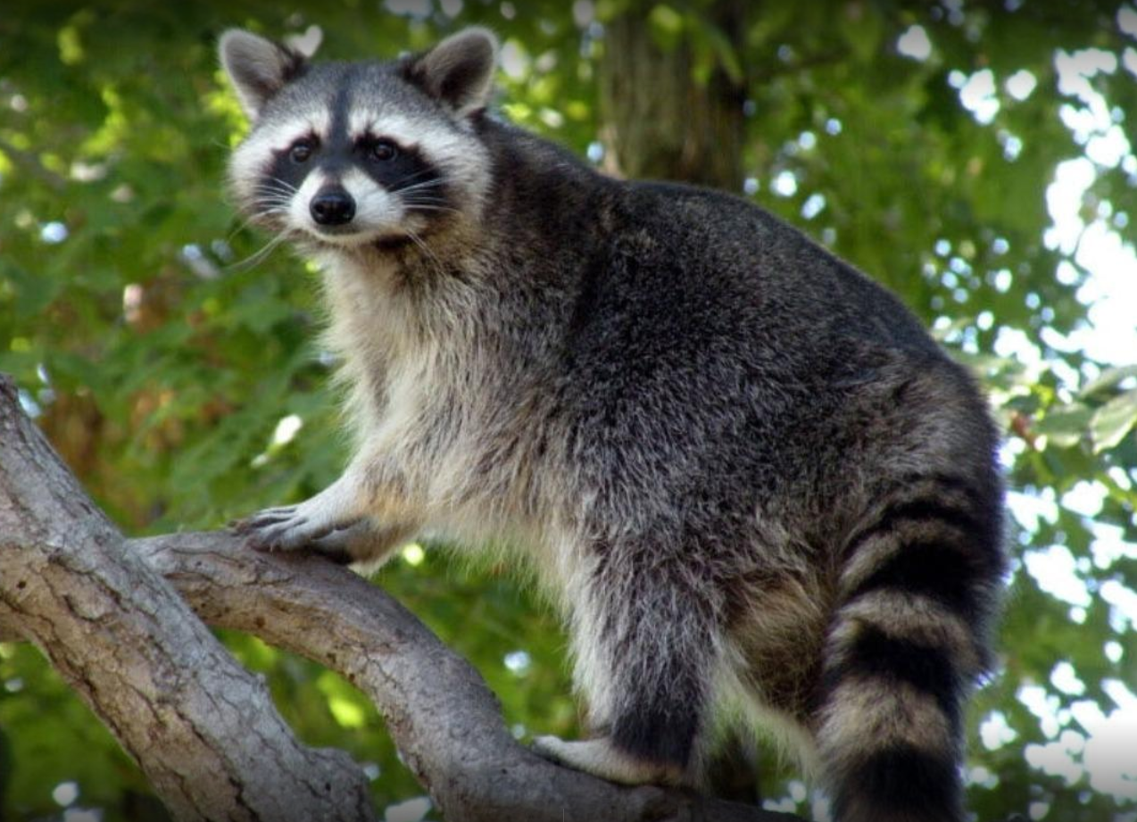 Racoons перевод с английского